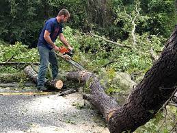 Bethel Island, CA Tree Removal Company